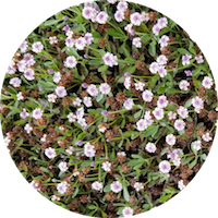 Many small, pink flowers poking through the green grass.