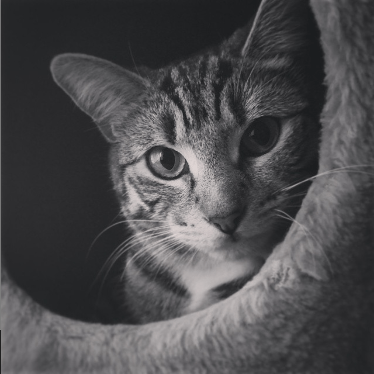 A black and white closeup of a tabby cat.